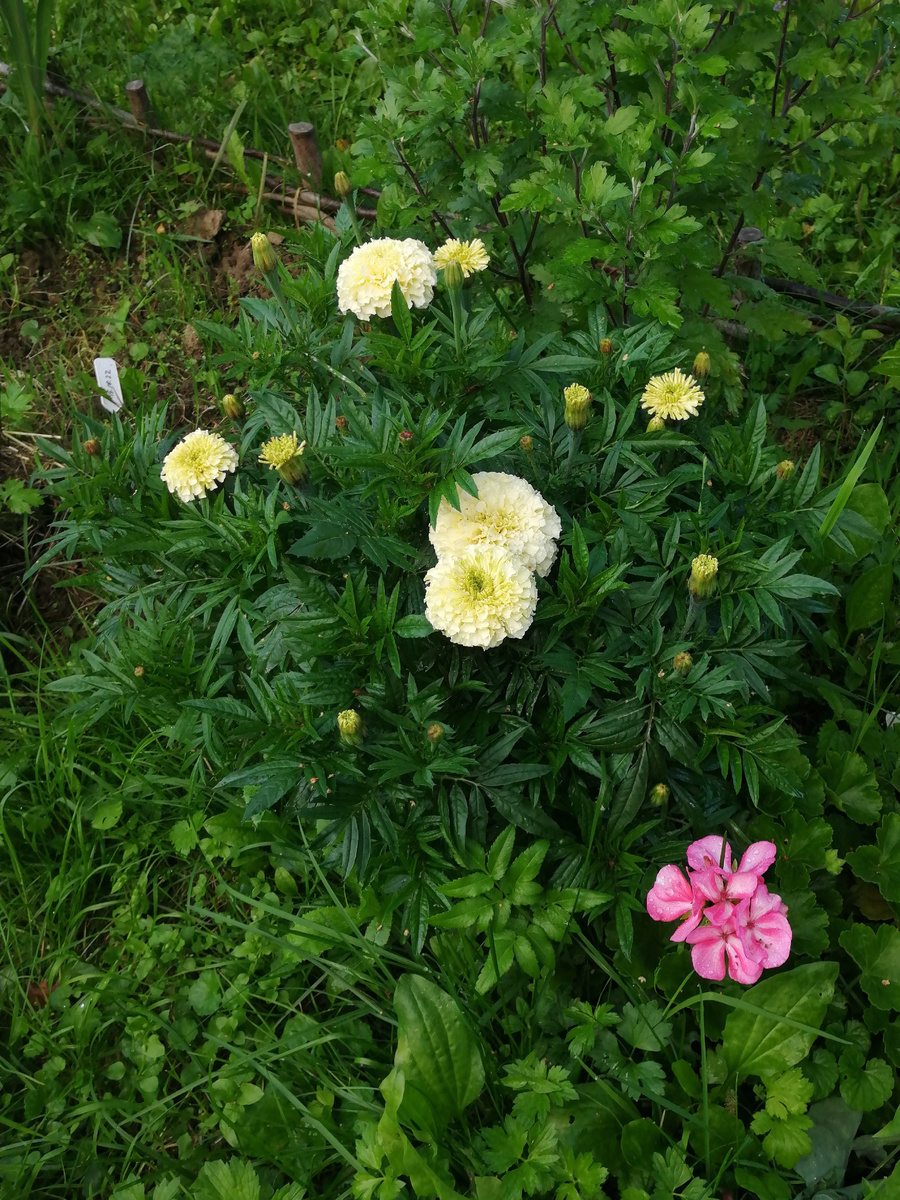 Ванилла F1 2.08.2023