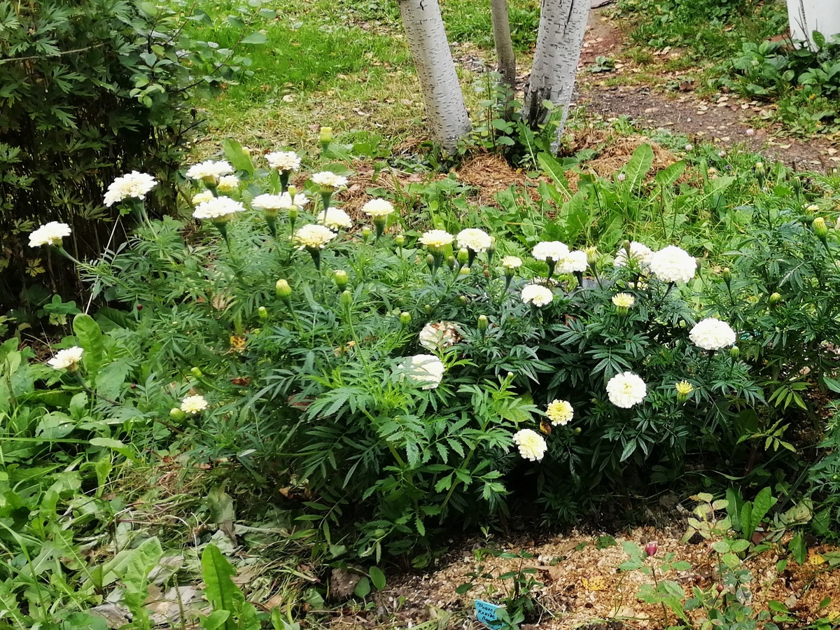 Альбатрос 9.09.2023