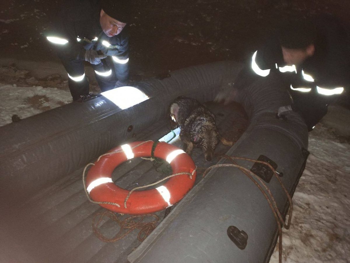    Спасатели передали пса ветеринарам