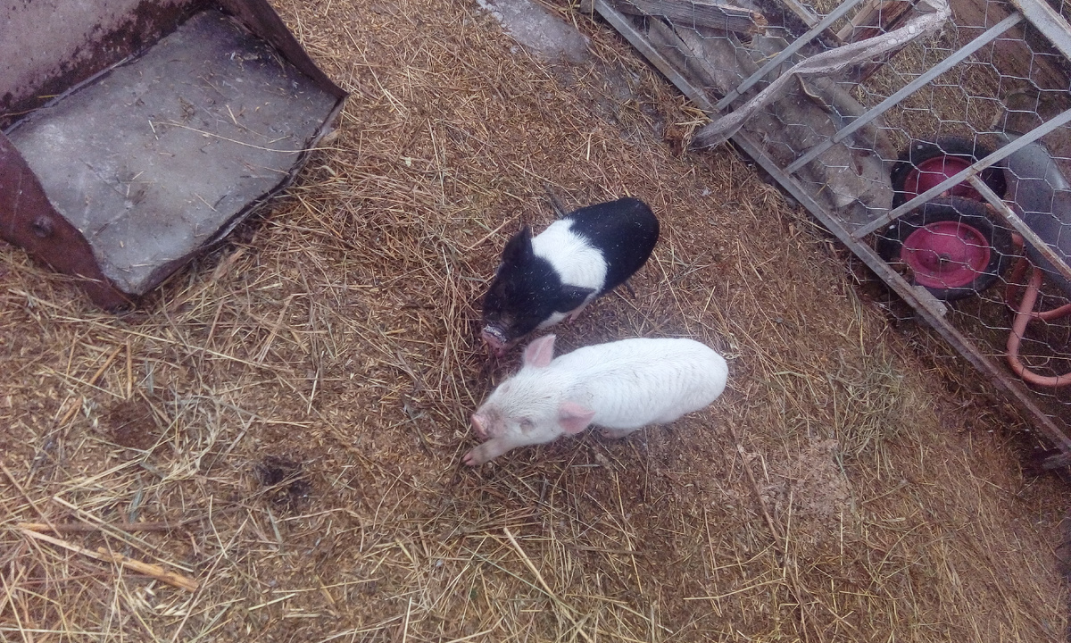 Как они это делают? 