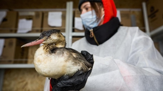    Первых пострадавших от мазута птиц после реабилитации выпустили у берегов моря в Сочи Андрей Бурков
