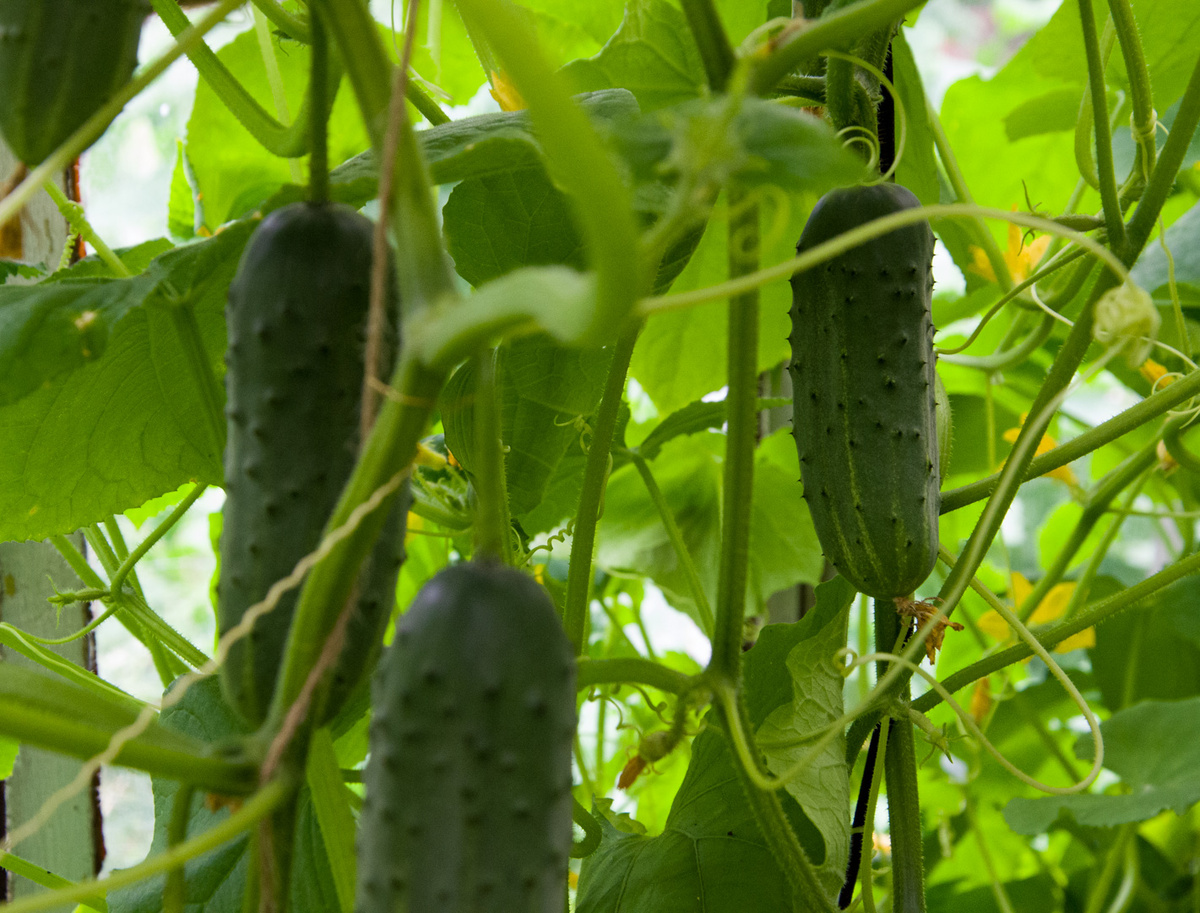 Огурцы в теплице