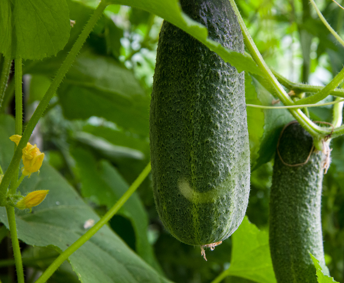 Огурцы в теплице