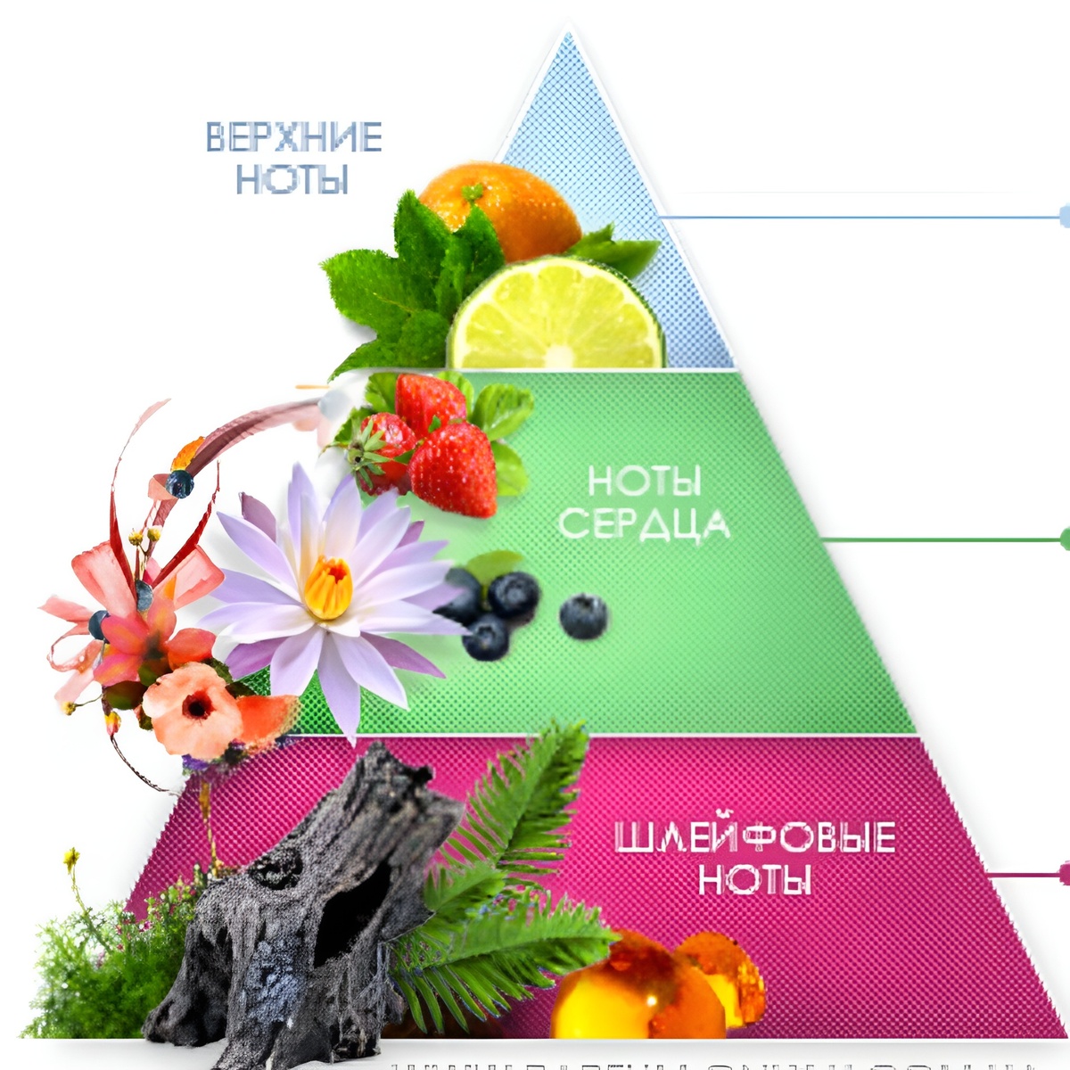 Источник фото - https://goo.su/PMSbMz