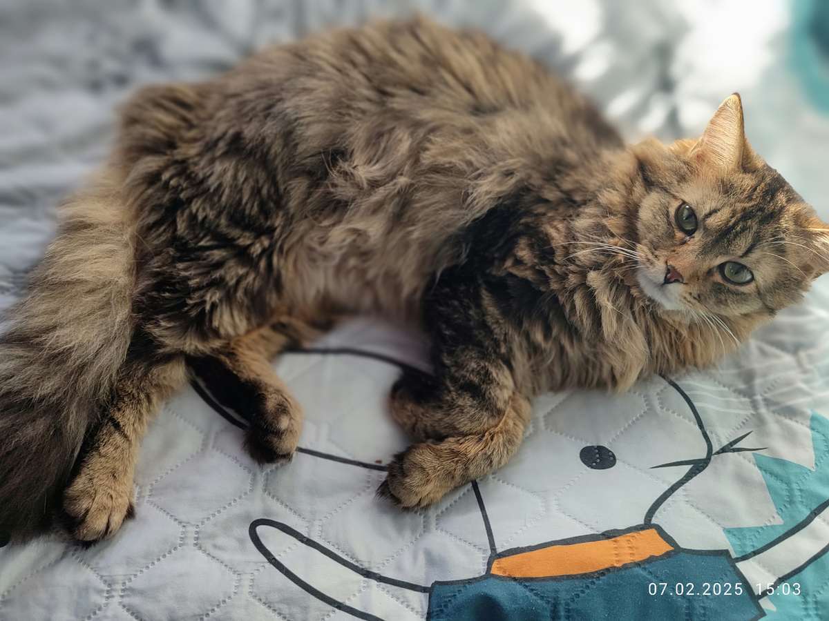 Мася не понимает, почему я называю его кровать своей