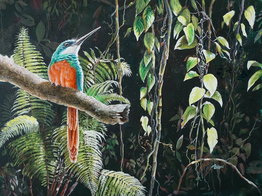 Краснохвостая якамара