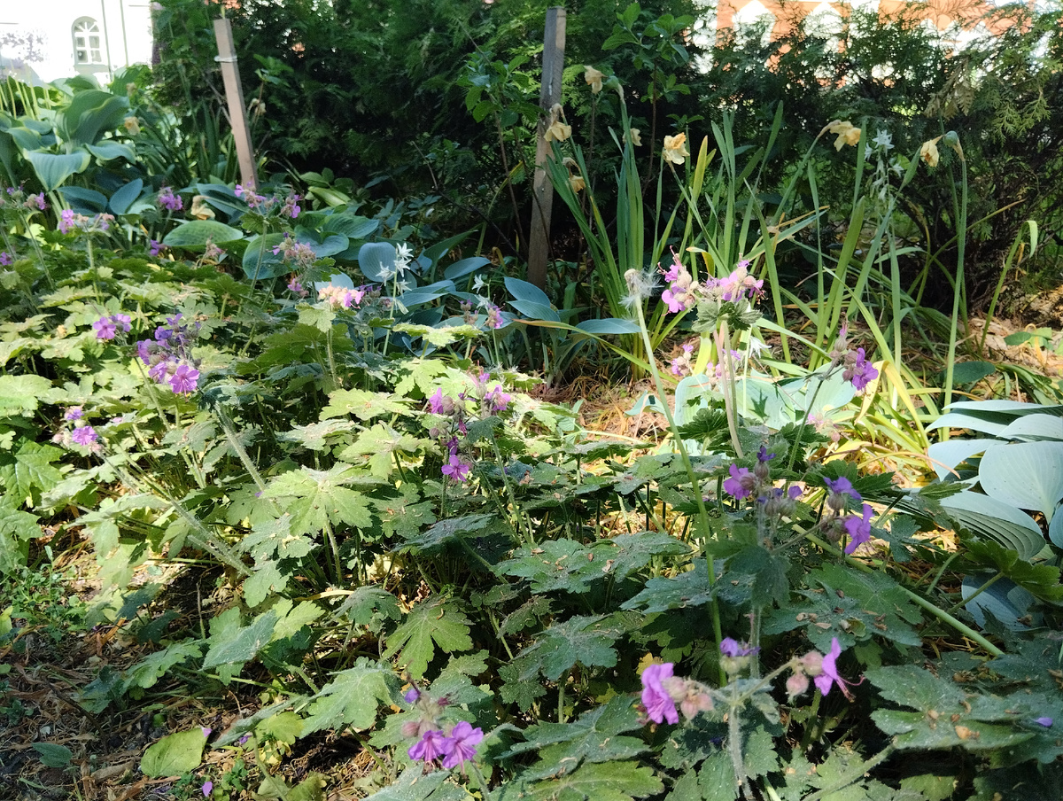 Герань крупнокорневищная, зацветающие хосты с голубым налетом на листьях и отцветающие нарциссы