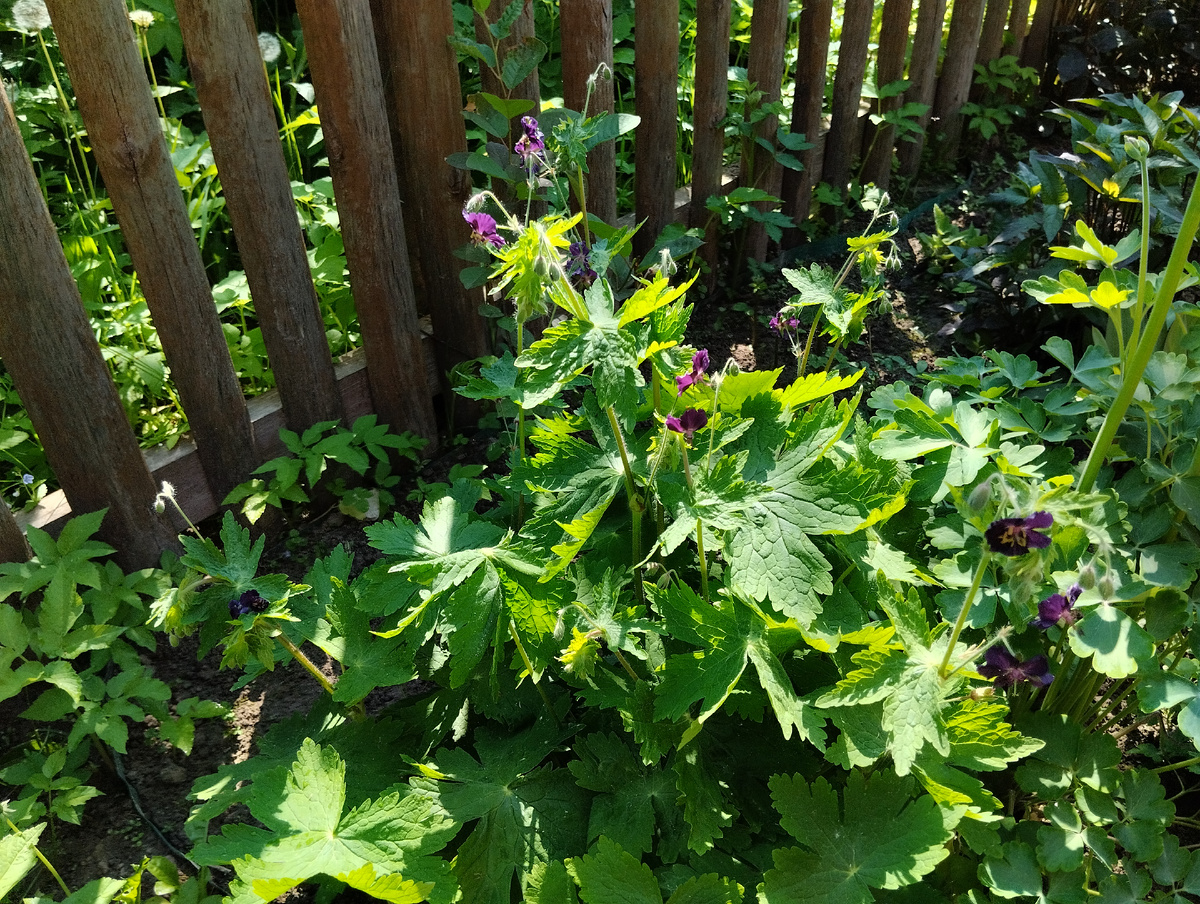 Герань темно-бурая Ревен с аквилегией МакКаны Блэк Барлоу и агастахе морщинистым