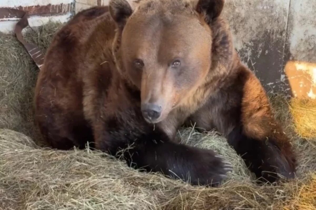    Аномально теплая зима в Башкирии разбудила медведей