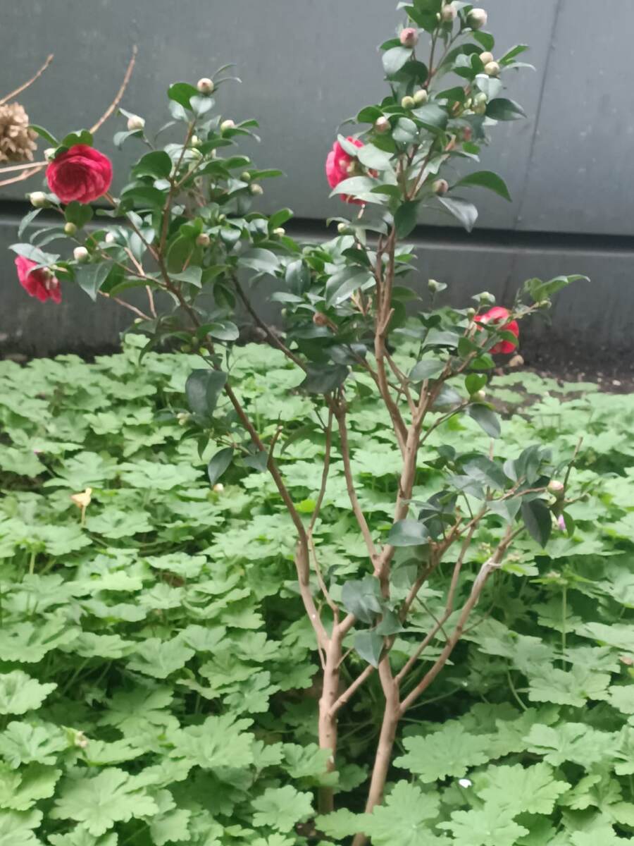 Авторское фото: зимний Гурзуф и цветущие розы во время нашей прогулки по набережной с чашечкой кофе.