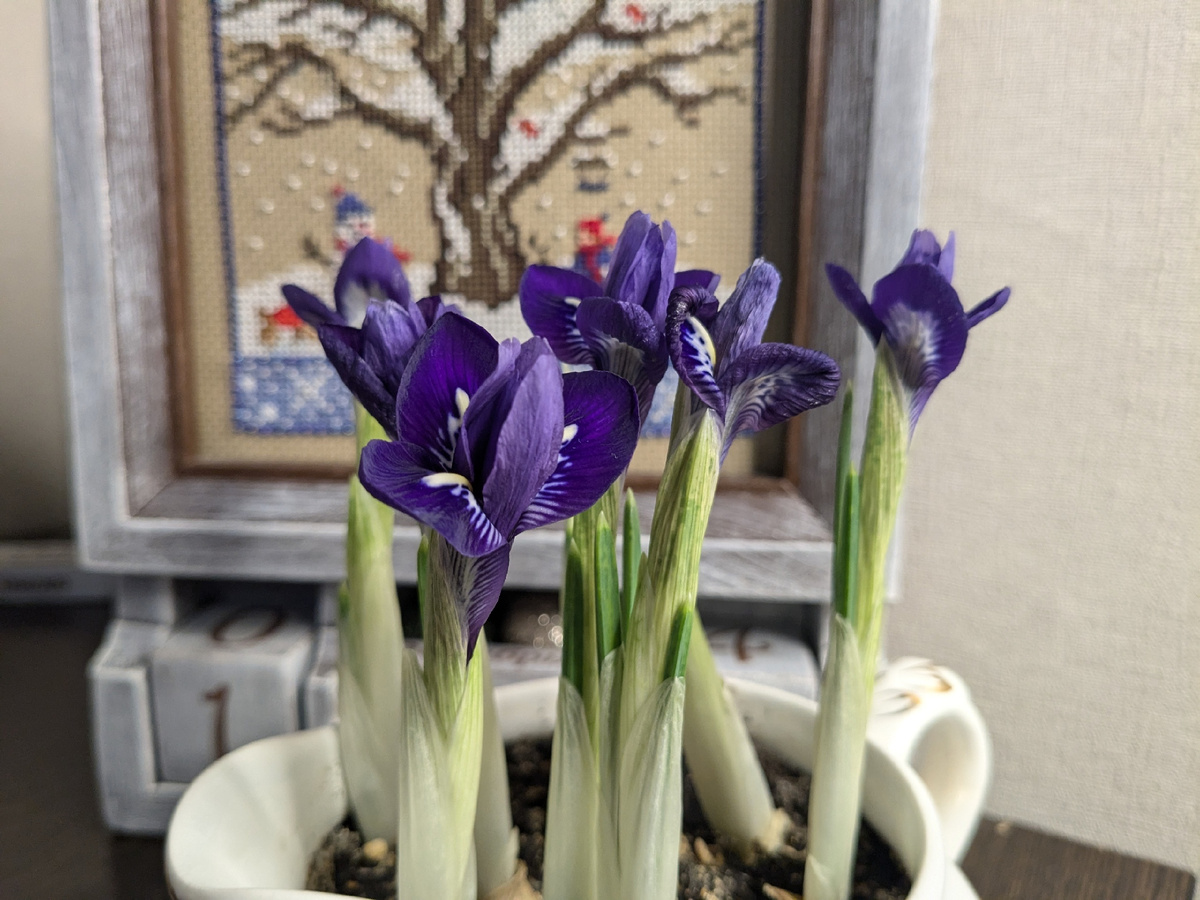 Цветение в конце января