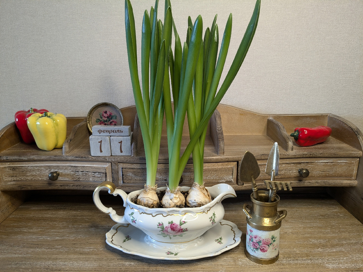 Гиацинт сегодня