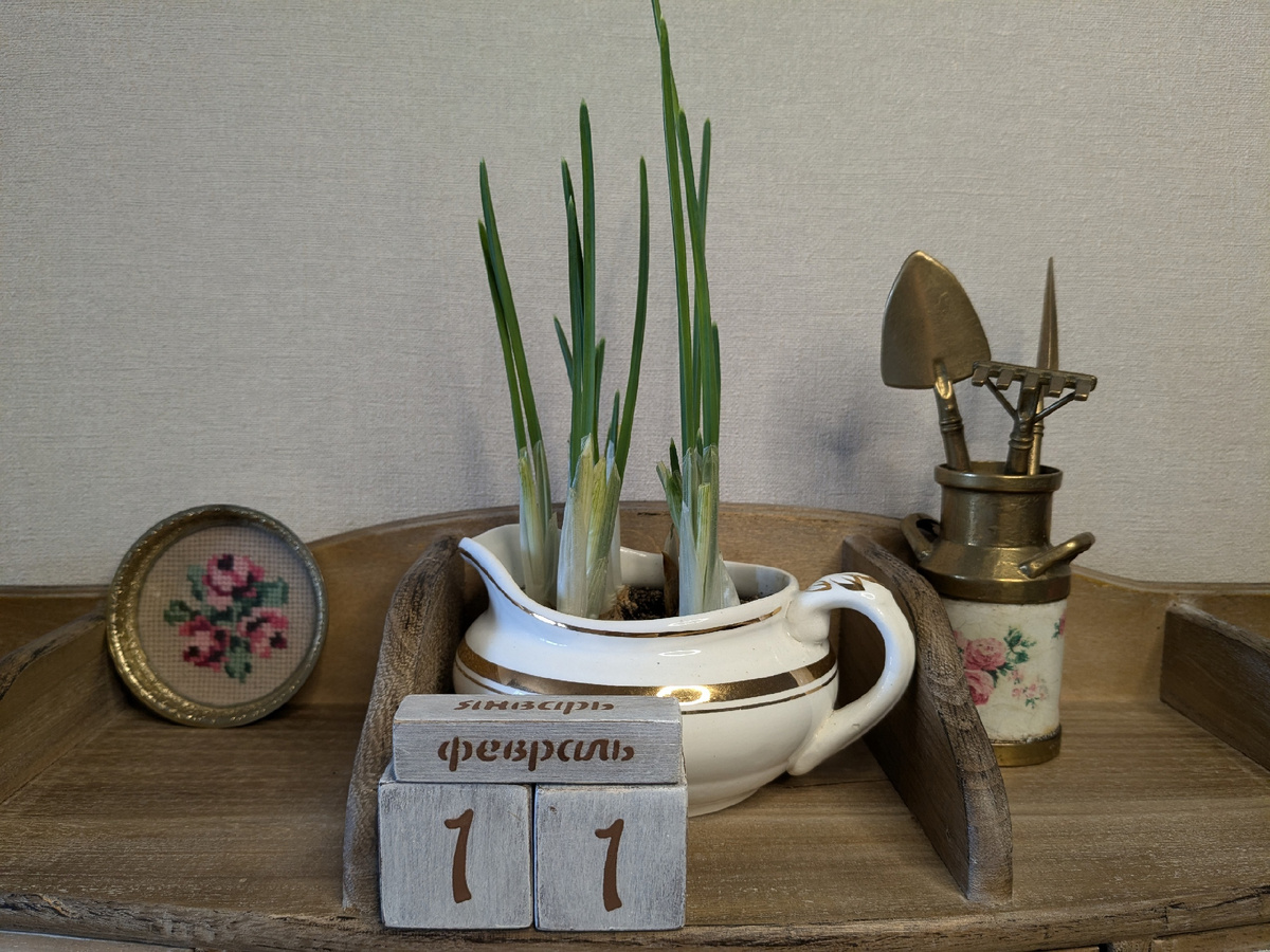 Ирис сетчатый сегодня - начала расти листва