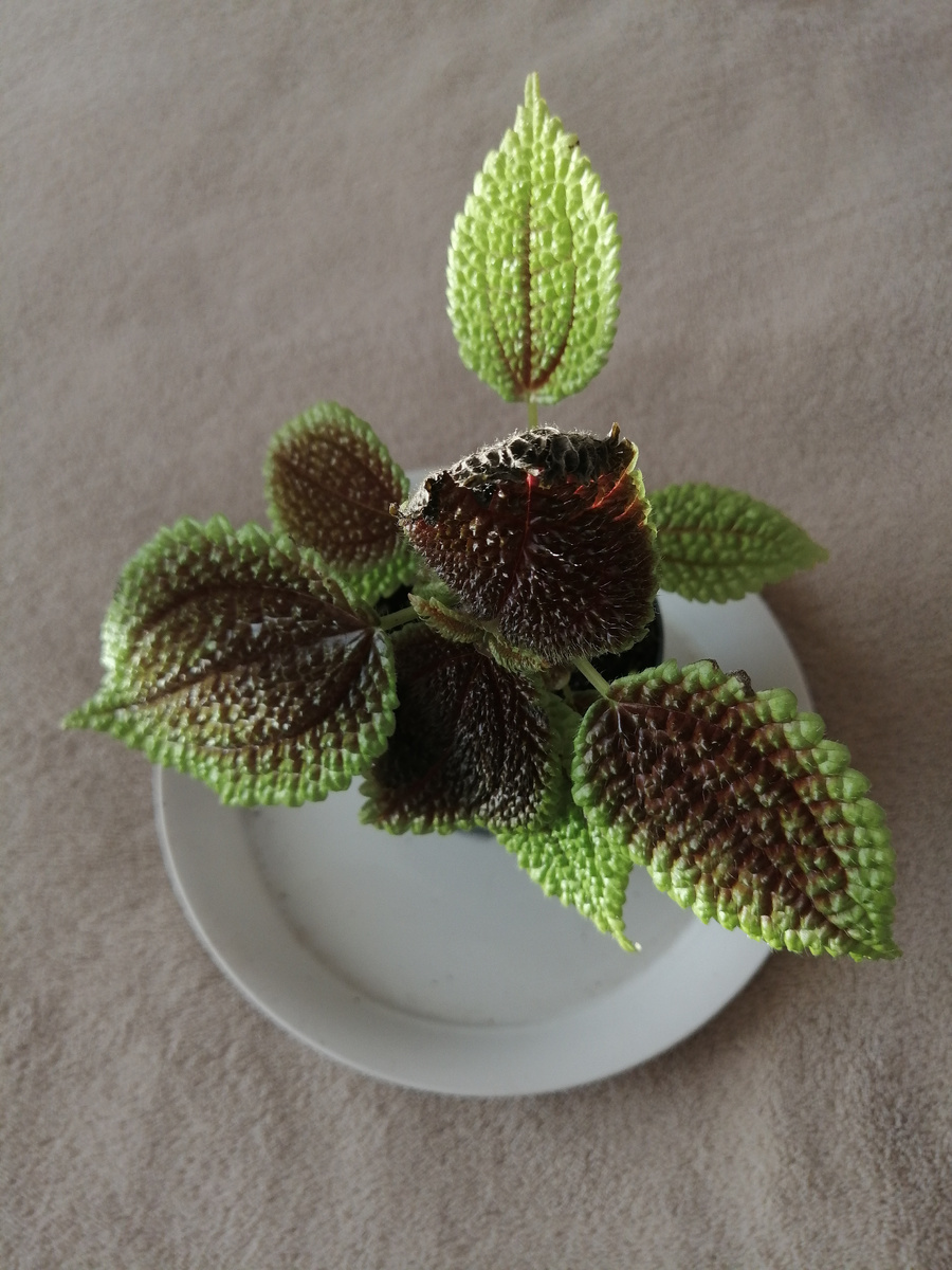 Правда похоже на колеус? 