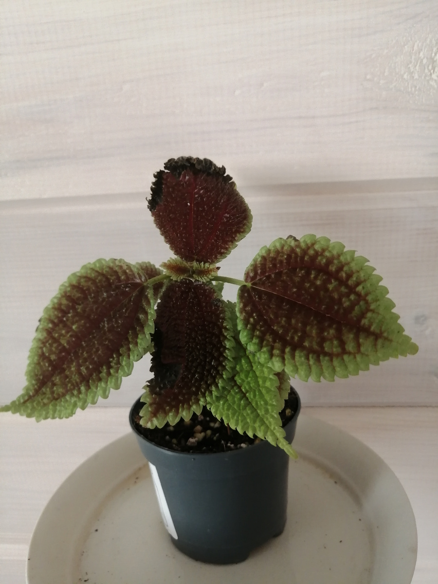 Цена за такую малютку - 390 р.