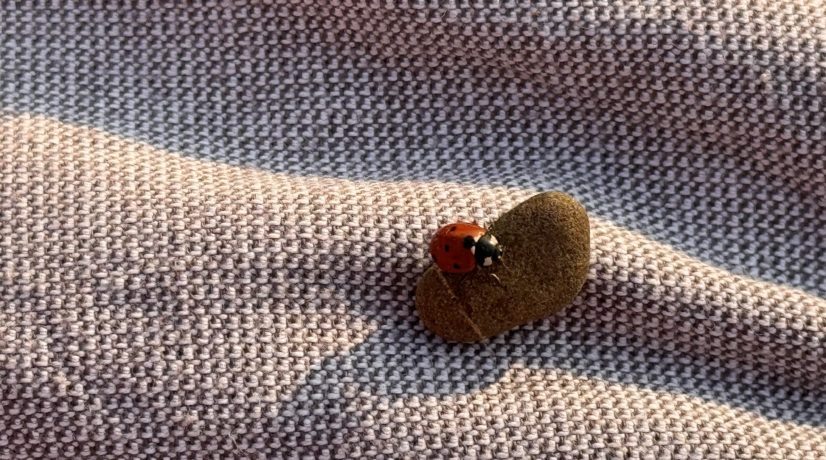 Фото: «Крым 24»

