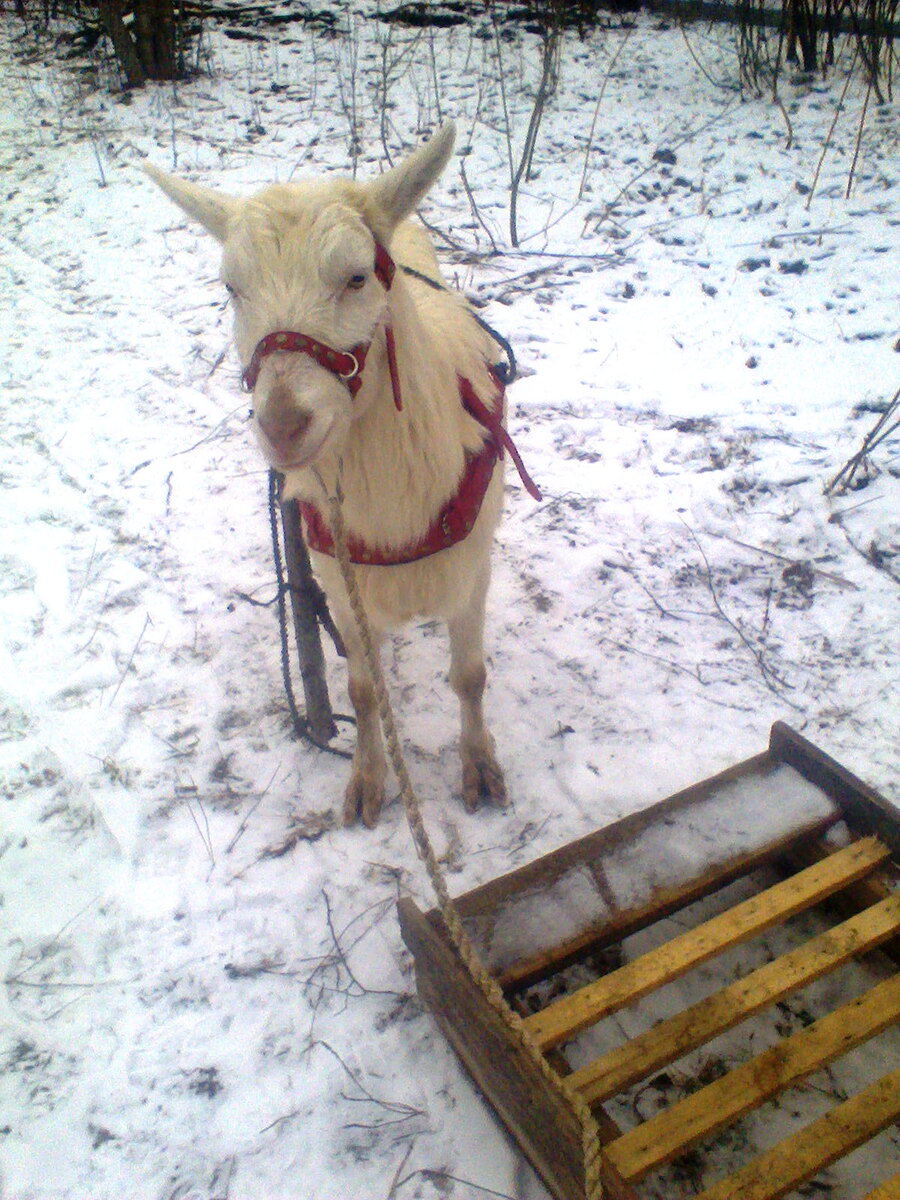 Ждём лодку. У козла лапы мокрые - до пристани тоже нужно идти по воде