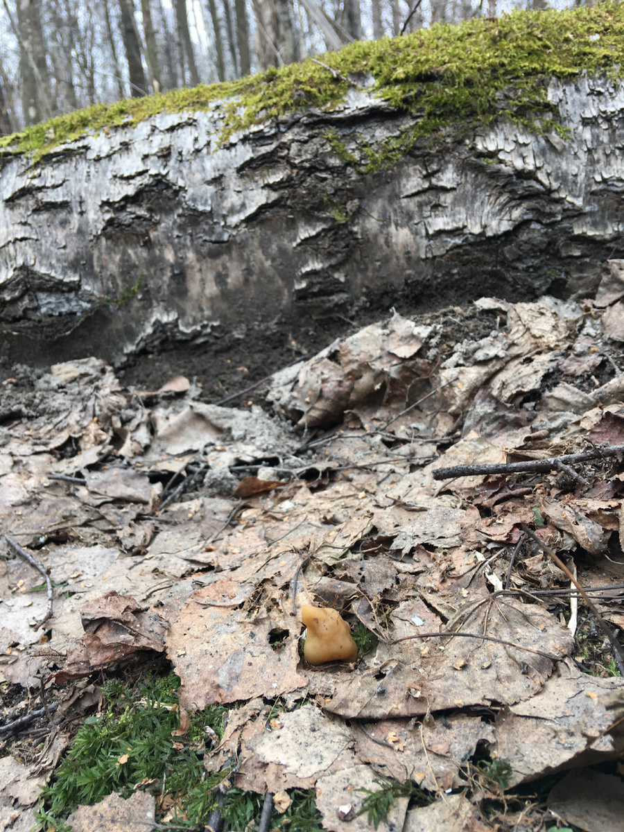 Сезон 2024 начался с апреля, первый примордий строчка гигас