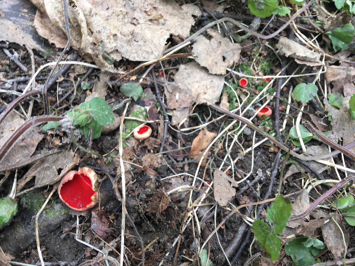 Апрель 2024, первые саркосцифы