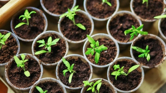    Дачникам рассказали, когда лучше сажать рассаду в 2025 году Татьяна Сидорова