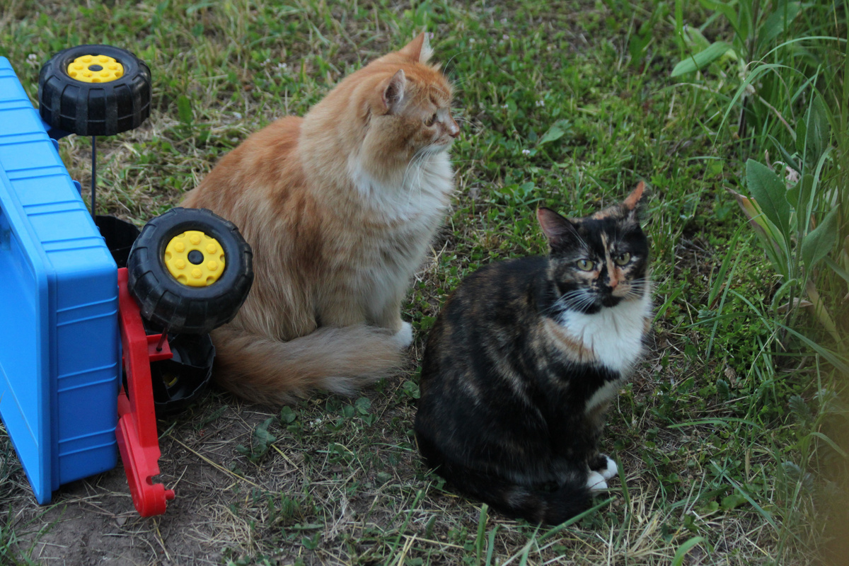 Беша и Василиса. Лето 2019