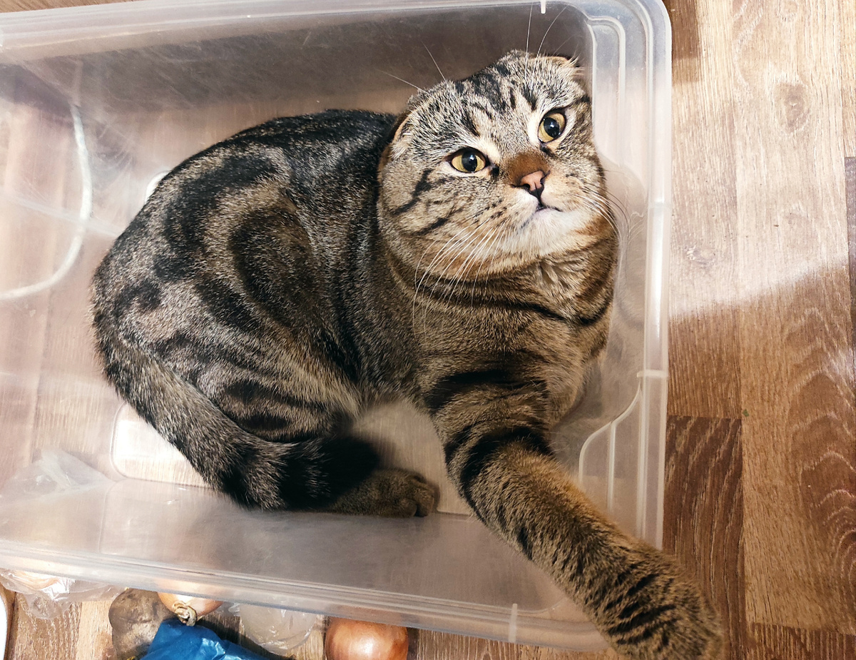 Федя и кухня