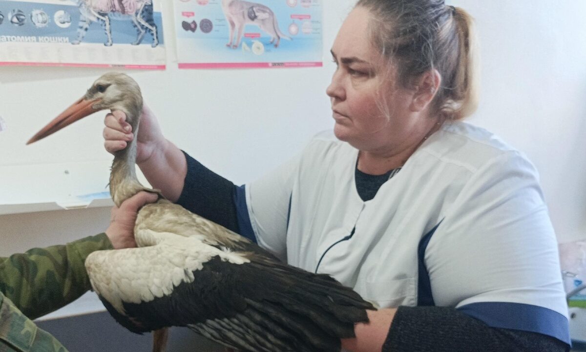    Фото t.me/depveterinariikraya