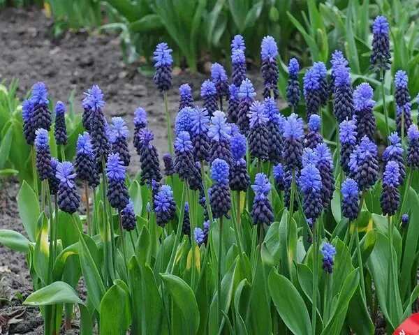   Весенние растения на выставке цветов Вера Курилыч