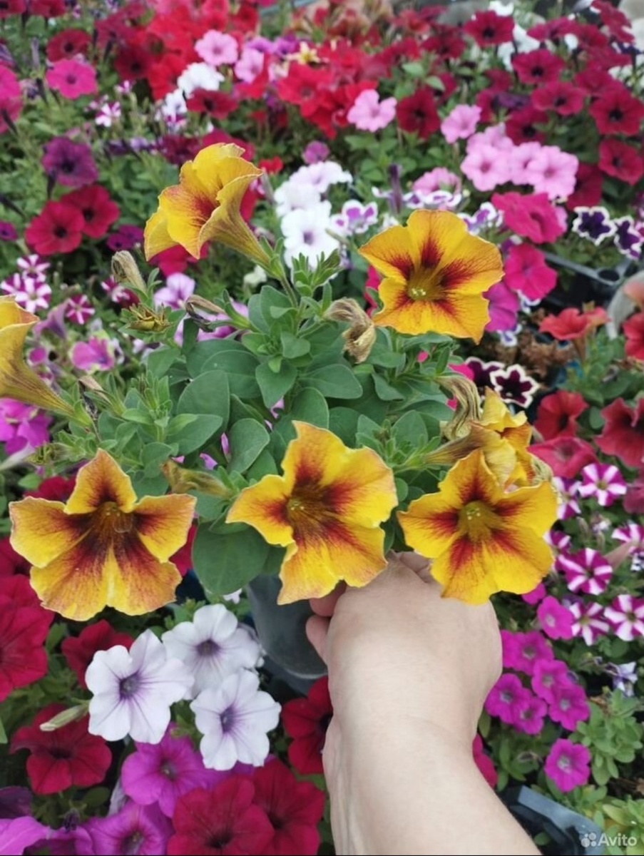 Петхоа " Caramel"