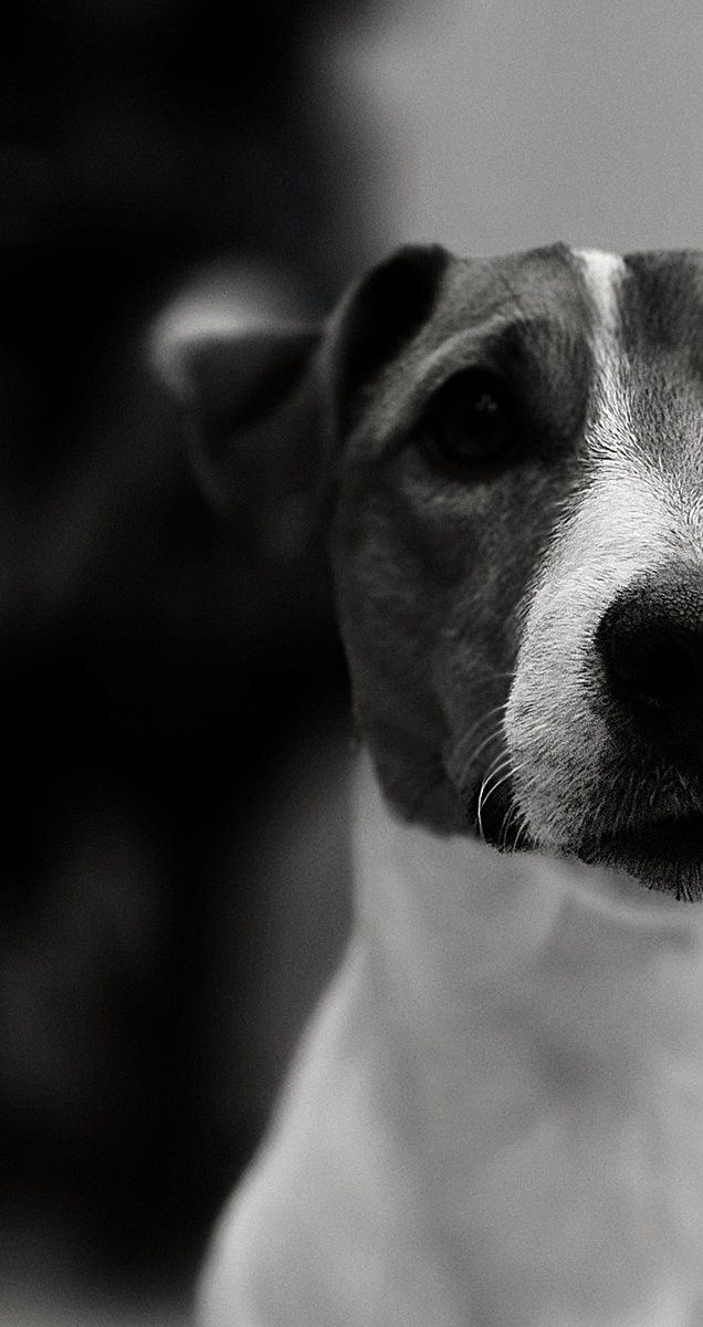 Красавец мой