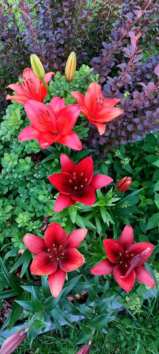 Мапира. Посадка в кашпо