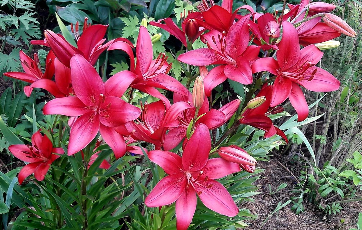 Рэд Стар. Посадка в грунт.