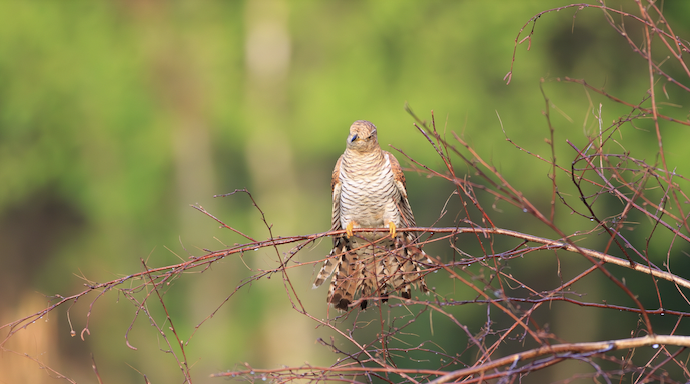 Самка кукушки. 