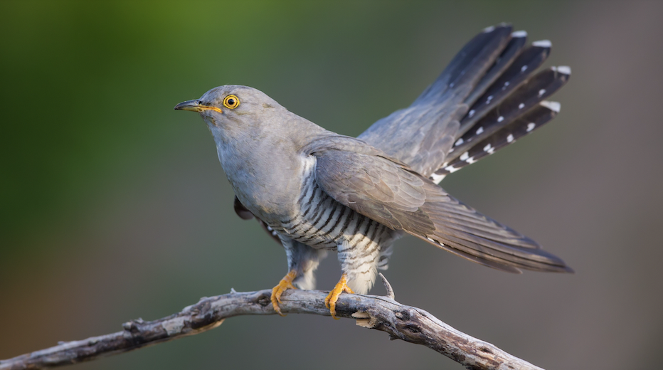 Самец кукушки. 