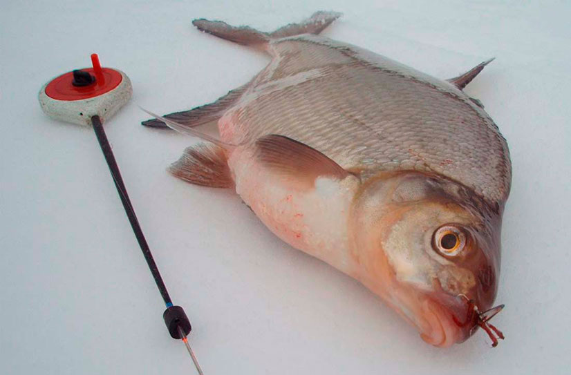 как правильно рыбачить на леща зимой