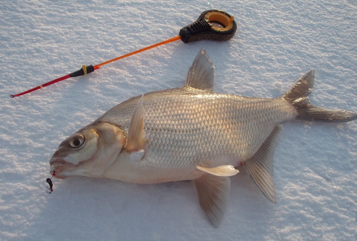 как ловить крупного леща зимой