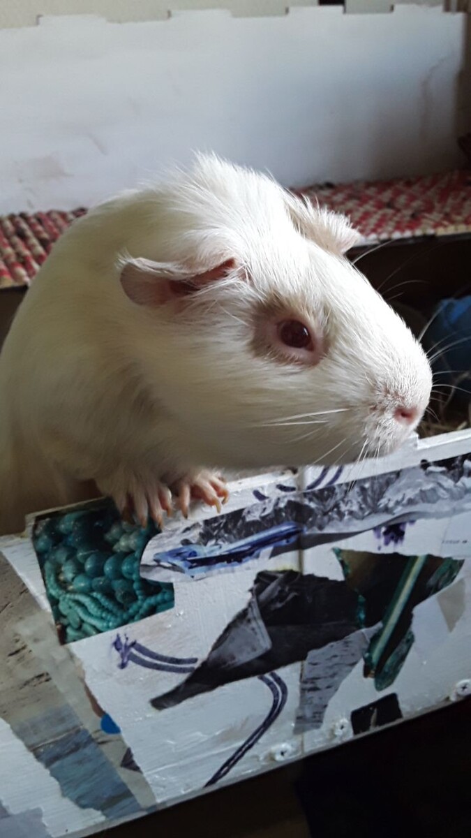 Мистер Парень ждет прции сельдерея