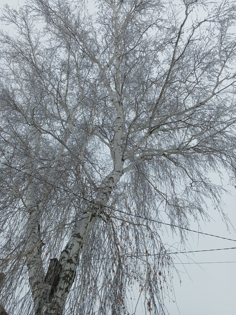 Монохромная картина