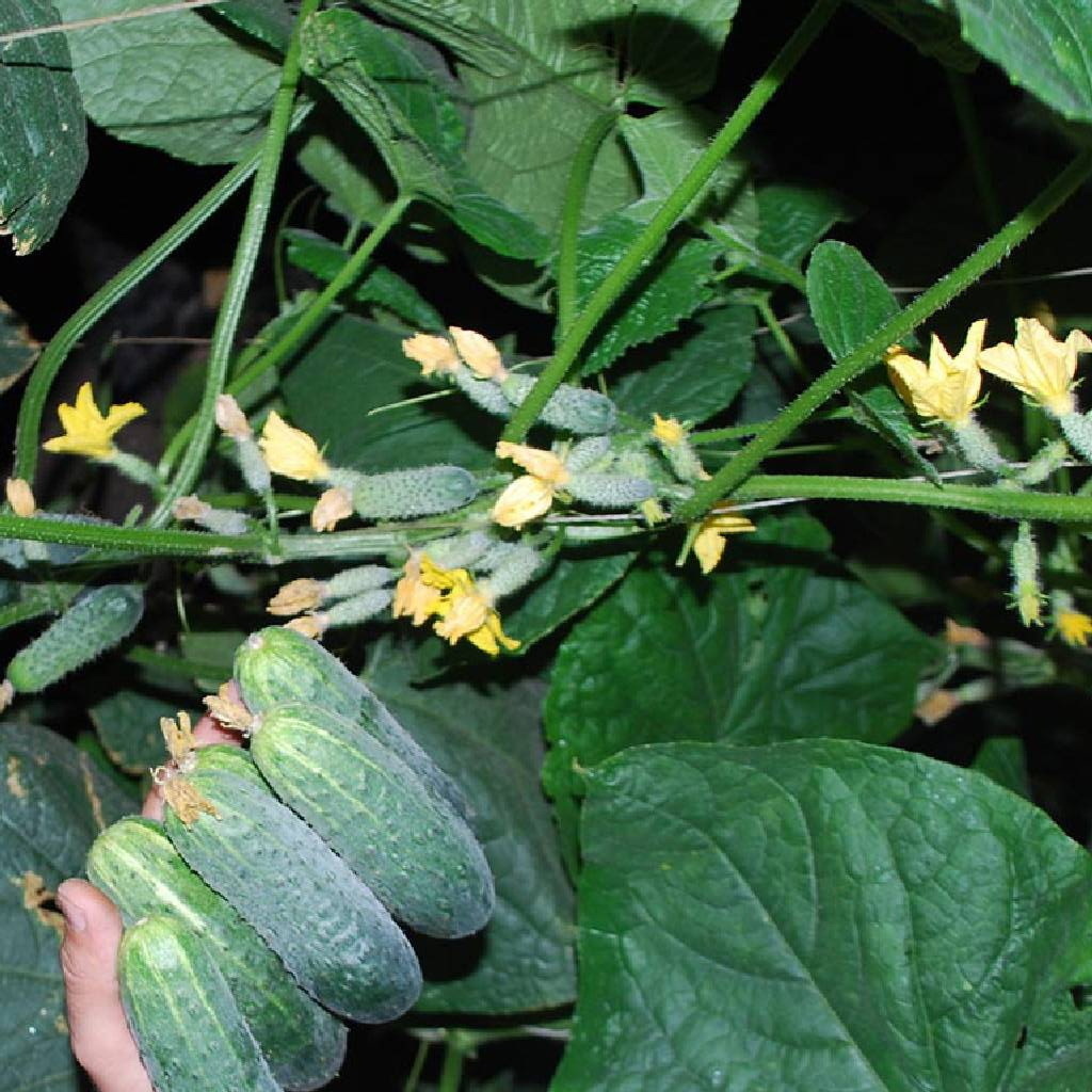 Седрик F1 рекомендую попробовать