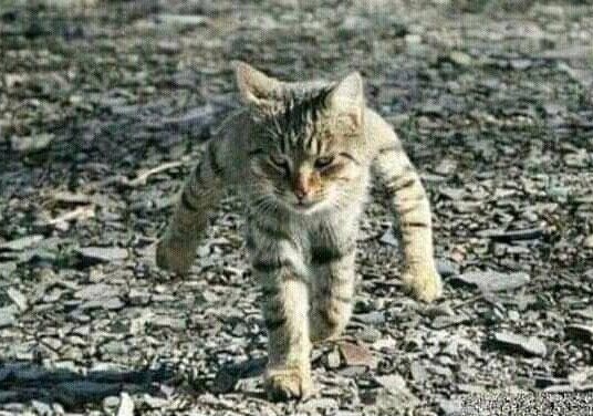 Это я, иду на разборки с горгазом