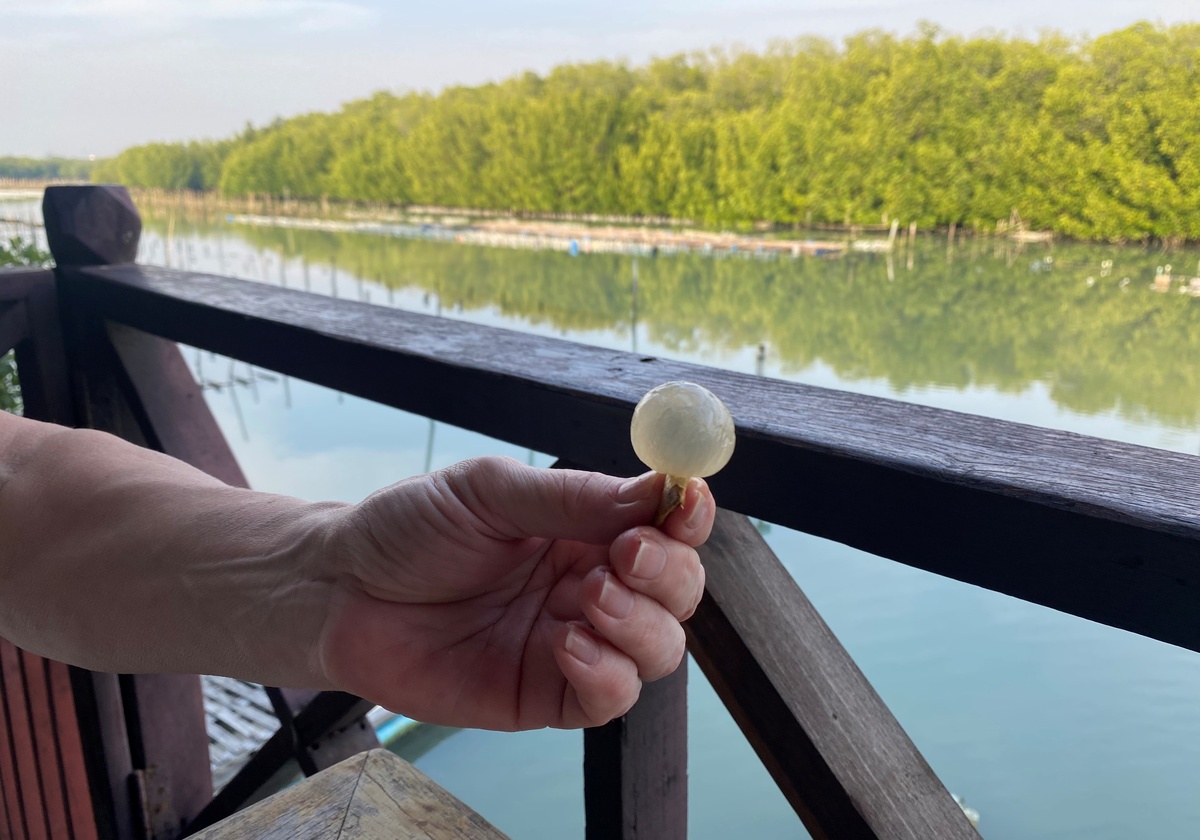 Очищенный плод