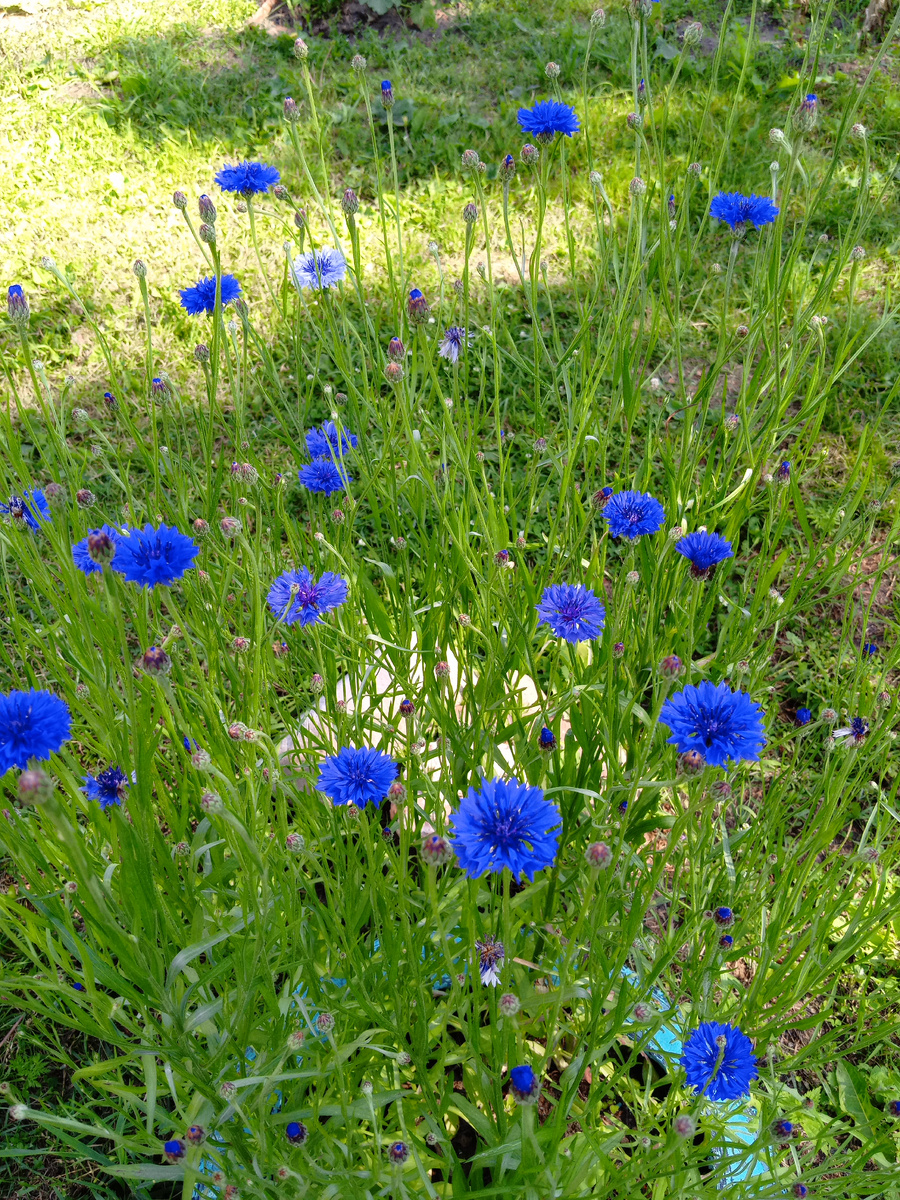 Василек синий , есть разнообразные цвета! На фото однолетник . 😍