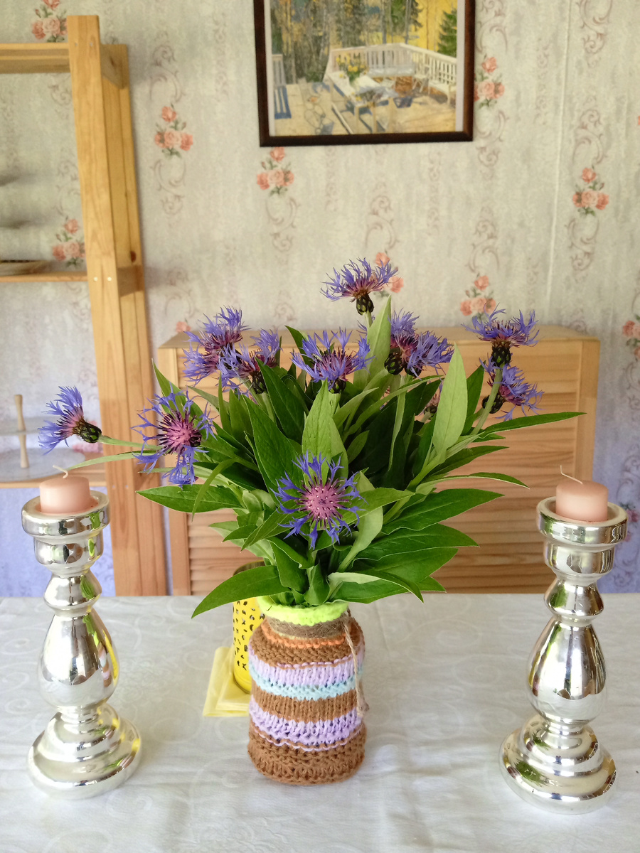 Многолетние васильки 🌿😍