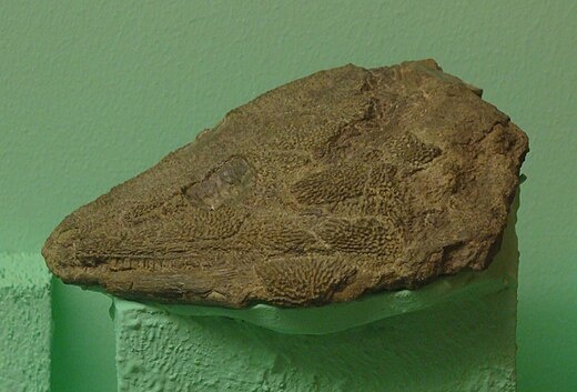 Череп лидеккерины.