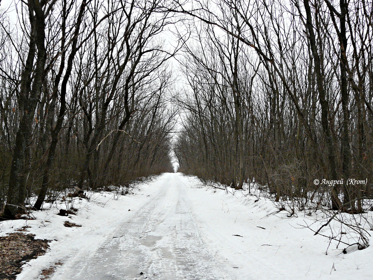 Одна из лесных просек в южной части Лесхоза