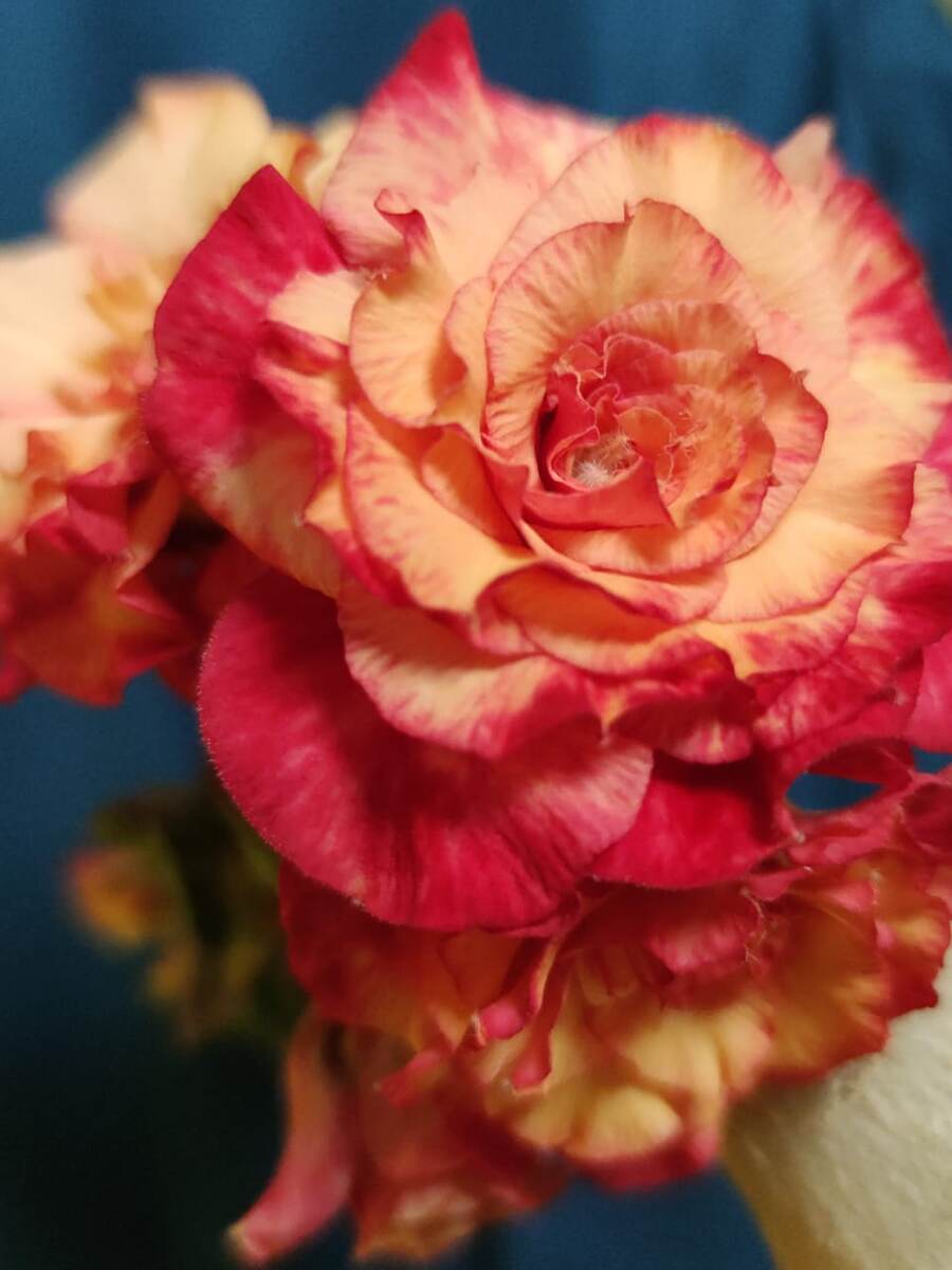 Мини адениум сорт Лето (Summer) очень популярный сорт в нашей стране. Фото из личного архива.