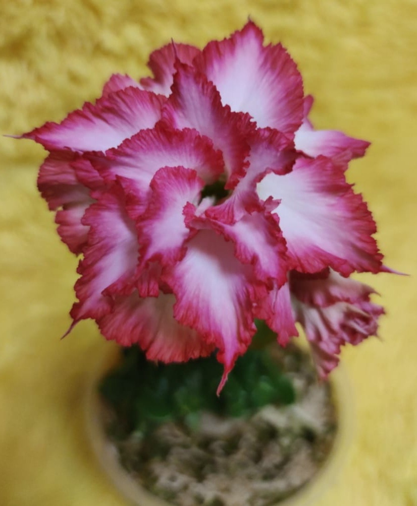 Махровый мини адениум в розовой гамме. Фото из личного архива.