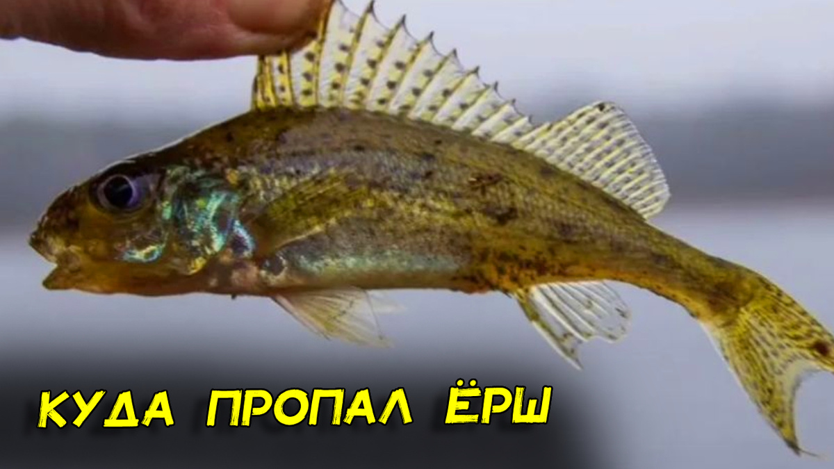 Куда пропал ёрш