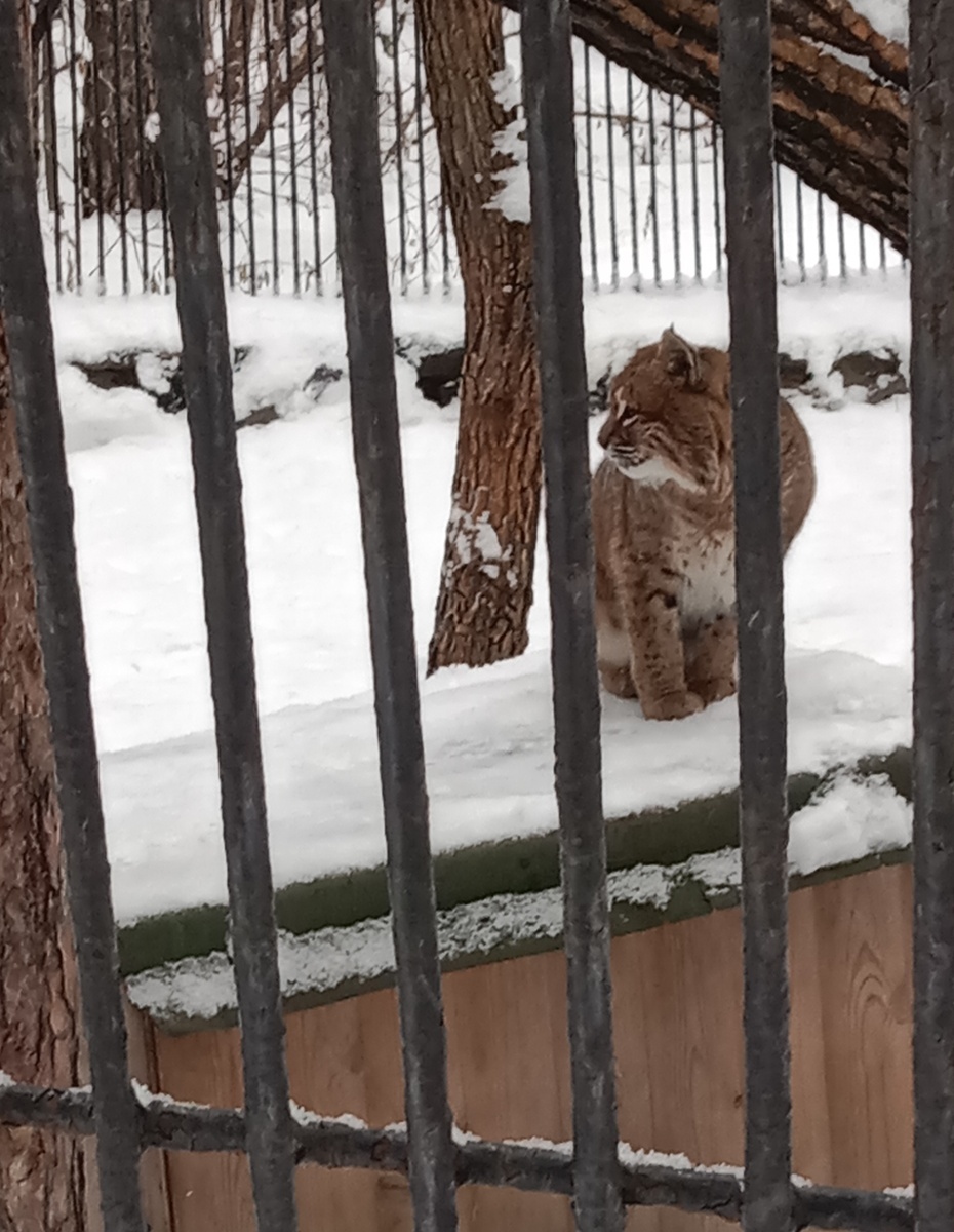 животное  в своем домике