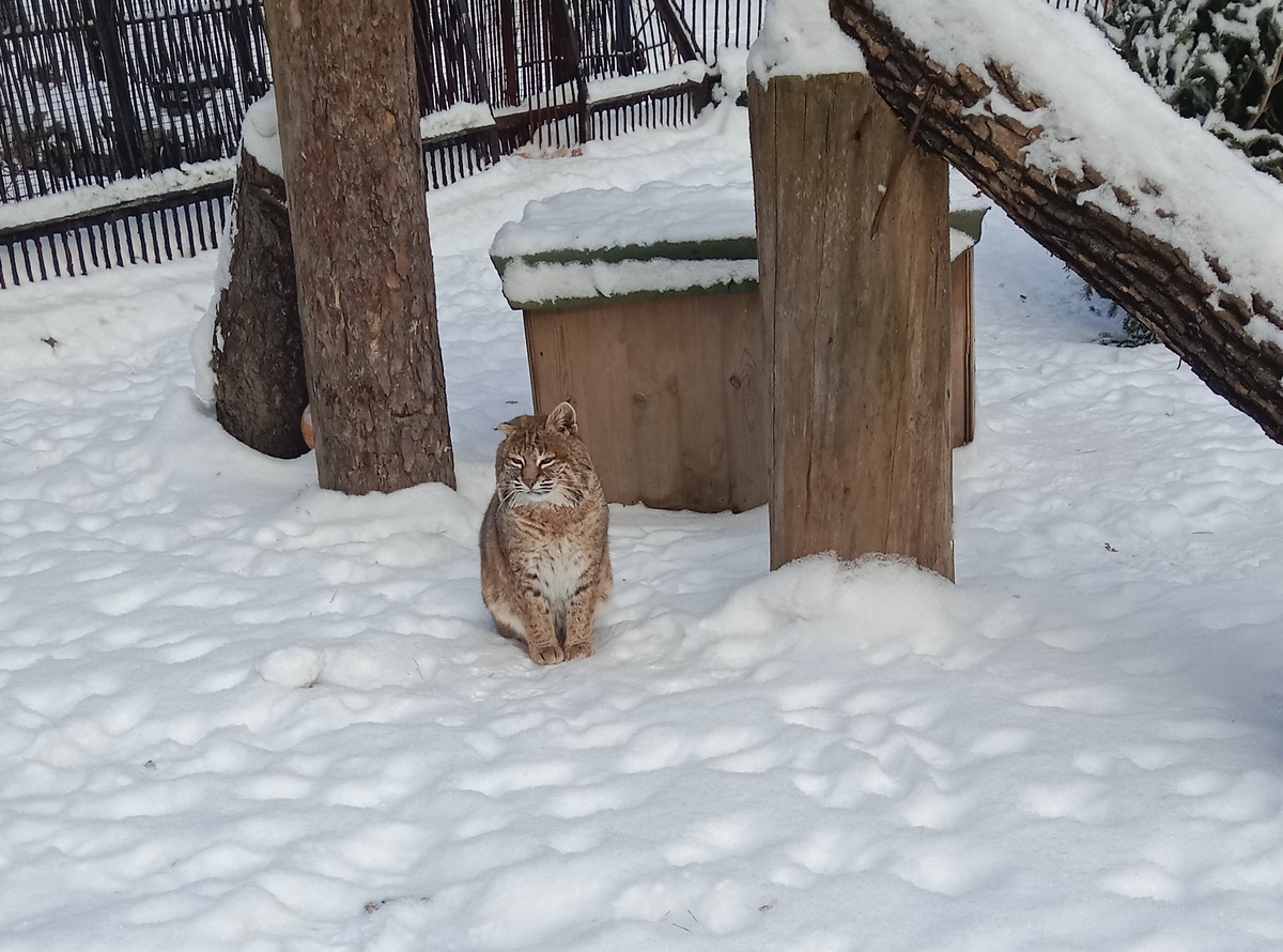 вот таким я увидела хищника в день последнего посещения зоопарка